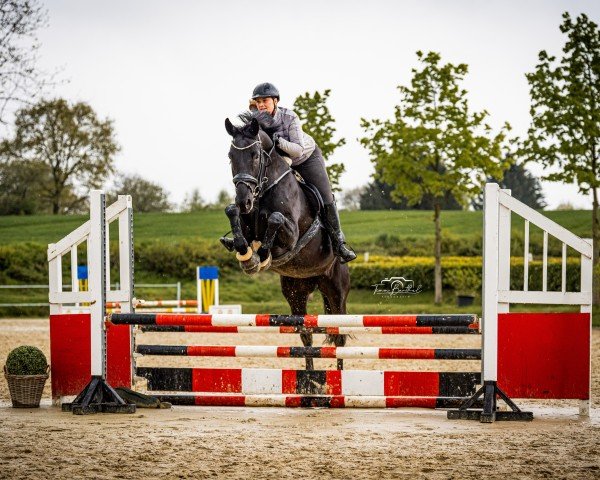 jumper Dark Dharoona (German Sport Horse, 2019, from Don Royal)