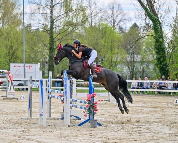 jumper New Edition-S (KWPN (Royal Dutch Sporthorse), 2018, from Elvis Ter Putte)