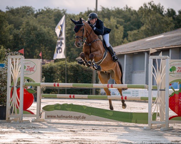 jumper Contagio's Chino (Hanoverian, 2020, from Contagio)