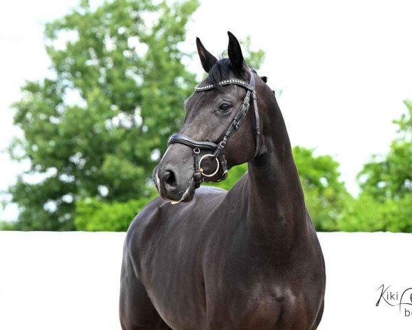 broodmare Proud Mary Salland (KWPN (Royal Dutch Sporthorse), 2020, from Escamillo)
