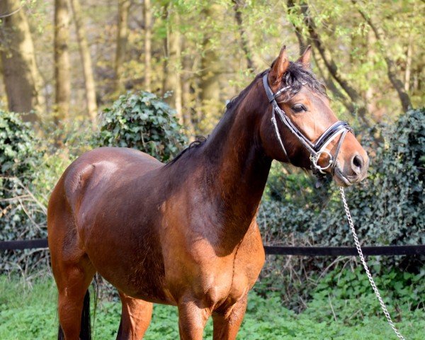 horse Charly Brown (German Riding Pony, 2020, from Cassini)