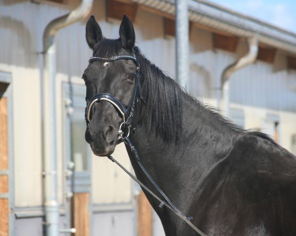 broodmare Ellis 18 (German Warmblood, 2001, from Ratero)