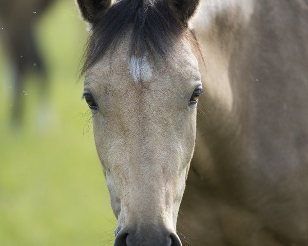 Dressurpferd Wasteins Dahlia SD (Deutsches Reitpony, 2023, von Darlington)