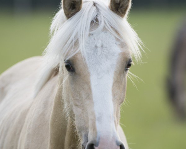 dressage horse Dorada SD (German Riding Pony, 2024, from Darubi Gold)