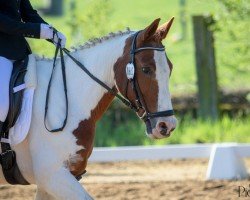 dressage horse Fina (Pony without race description, 2008)