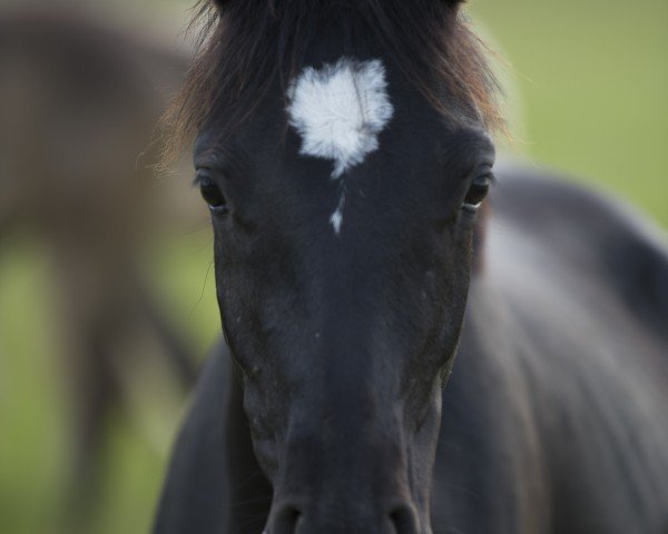 Dressurpferd Kimana SD (Deutsches Reitpony, 2024, von Khan)