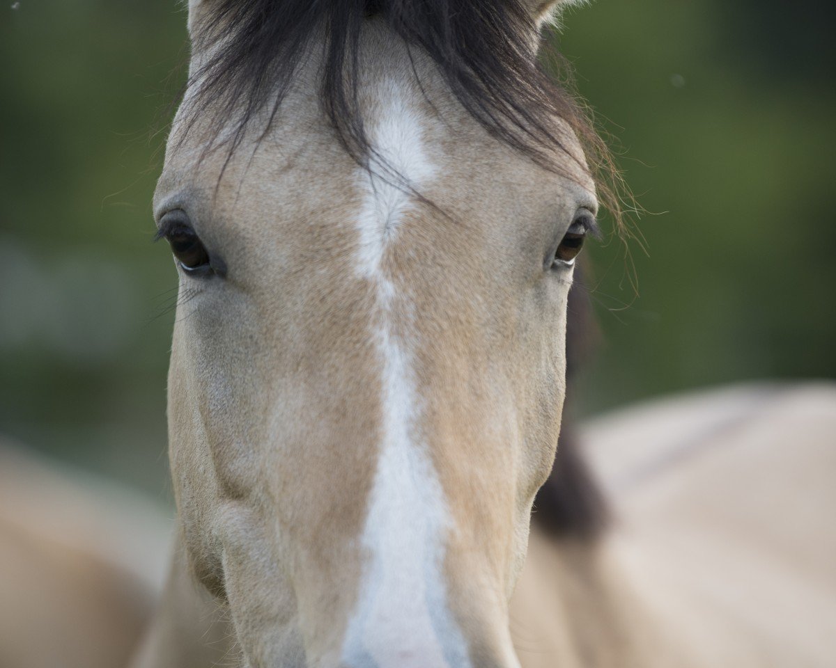 broodmare Dorie SD (German Riding Pony, 2019, from Dating AT NRW)