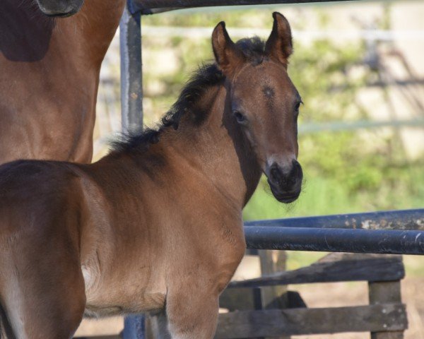 Dressurpferd Claribelle (Deutsches Reitpony, 2024, von FS Clarimo)
