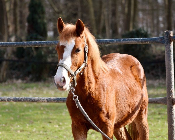 dressage horse Just Lucky CS (German Riding Pony, 2022, from Jacky Boy)