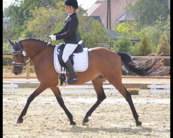broodmare Clea (German Riding Pony, 2010, from FS Champion de Luxe)