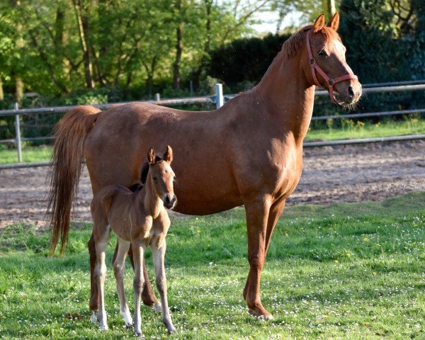 broodmare Baumann's Dascha (German Riding Pony, 2006, from Der feine Lord AT)