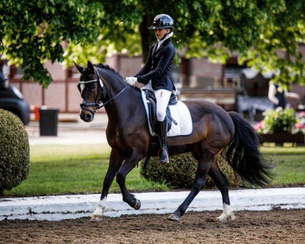 dressage horse A'Isha 2 (German Riding Pony, 2004, from No Limit)
