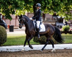 Dressurpferd A'Isha 2 (Deutsches Reitpony, 2004, von No Limit)