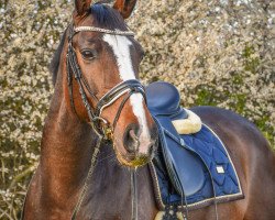 dressage horse Lola 290 (Hanoverian, 2011, from Laurice)