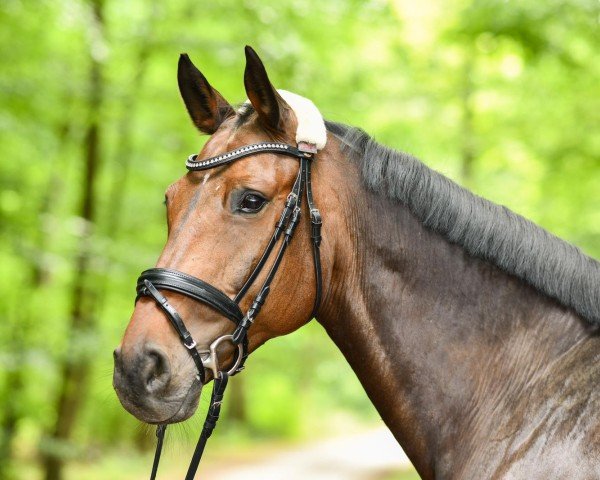 jumper Clueso 24 (Oldenburg show jumper, 2010, from Corlensky G)