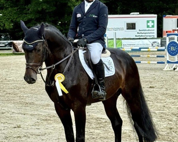 Deckhengst Kool Blue (Dänisches Warmblut, 2020, von Kannan)