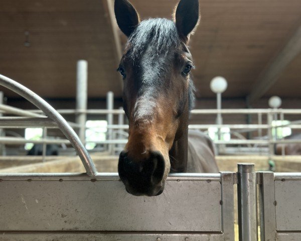 dressage horse Glurak FE (Oldenburg, 2021, from Glamourdale)