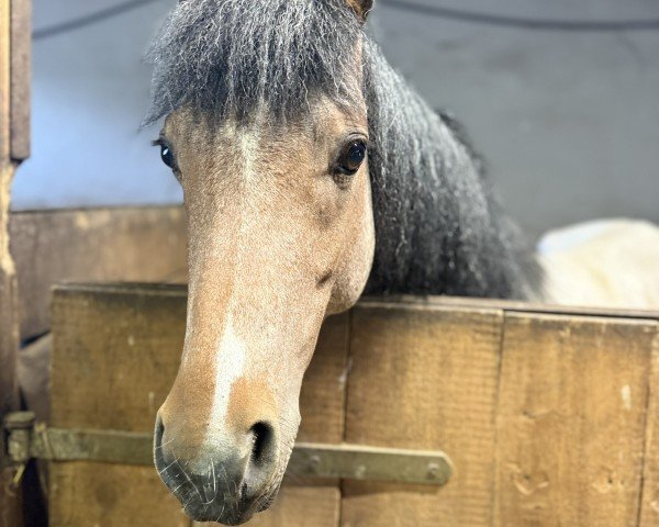 dressage horse Frankenhöh's Phönix (Welsh-Pony (Section B), 2020, from Frankenhoehs Bentley)