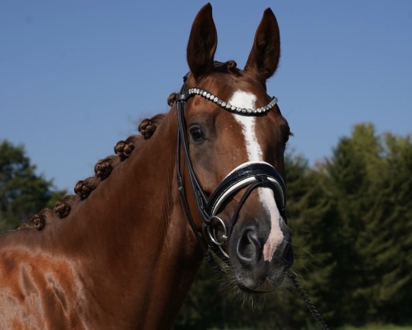 dressage horse Essence (Hanoverian, 2019, from Escamillo)