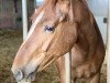 dressage horse Benero (Hanoverian, 2019, from Borsalino)