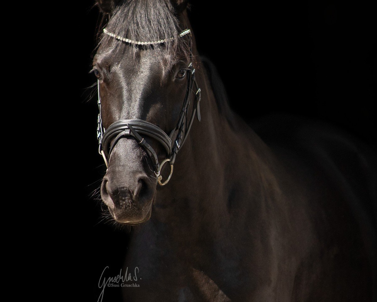 dressage horse Date for life JS (Westphalian, 2021, from Despacito 16)