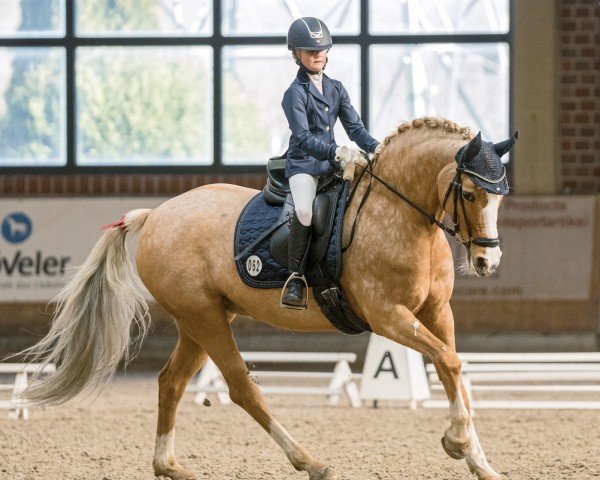 Dressurpferd Divabella (Deutsches Reitpony, 2016, von Danny Gold)