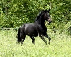 dressage horse Dantess 3 (Hanoverian, 2021, from Dante Weltino Old)