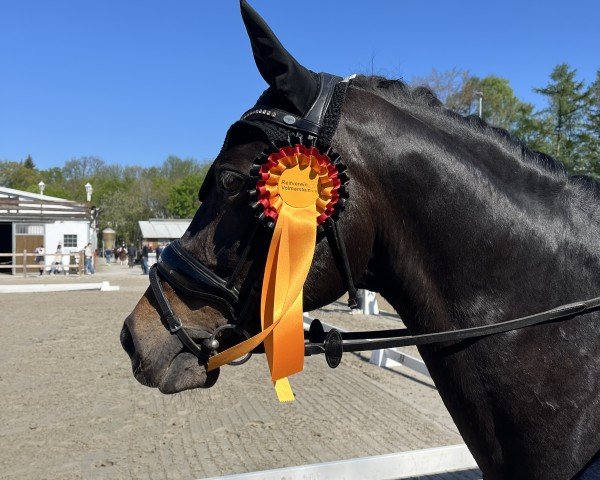 dressage horse Little Champ 23 (German Riding Pony, 2012, from Leuns Veld's Lord)