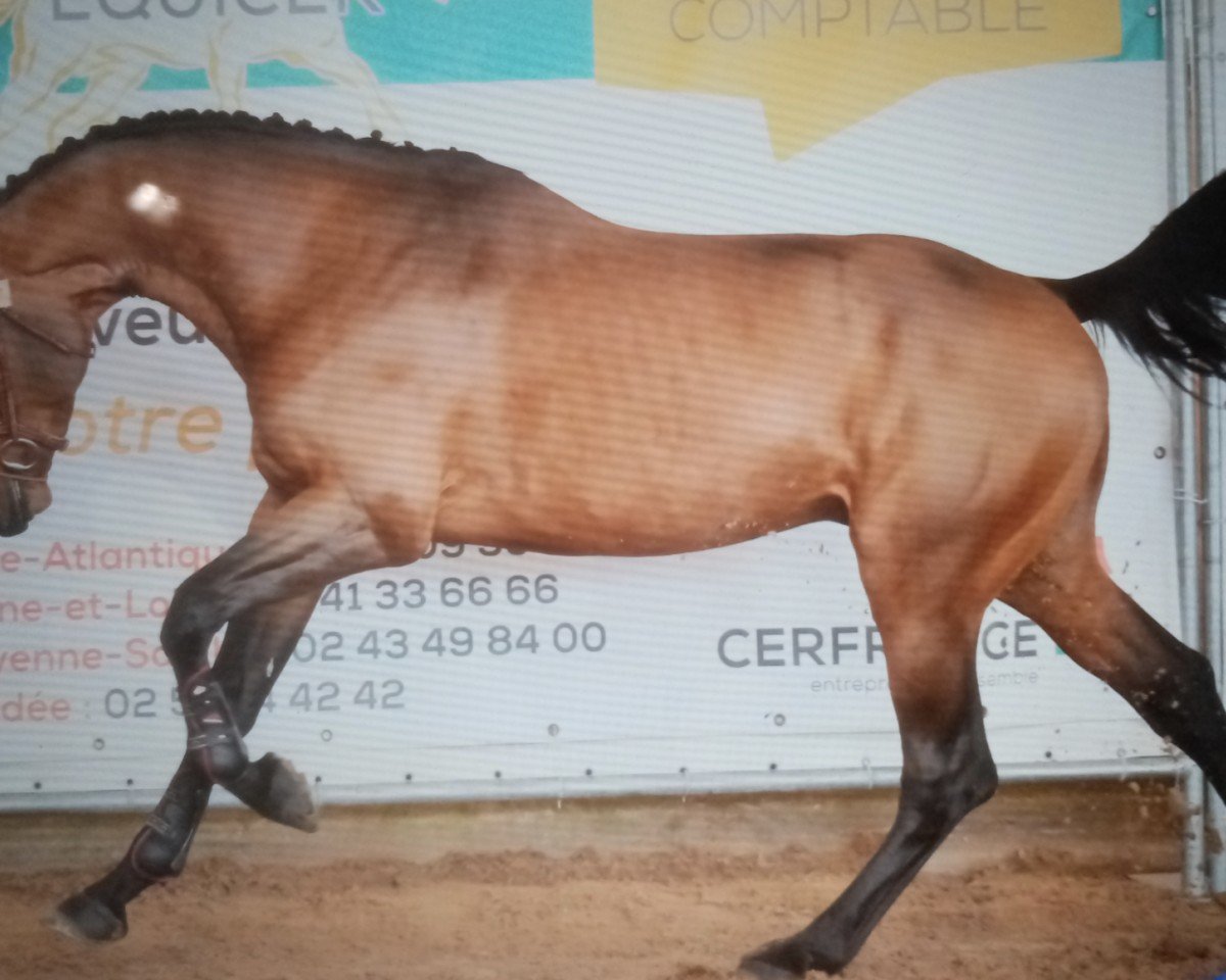 jumper Jumpy de la Mesloire (Selle Français, 2019, from Montender)