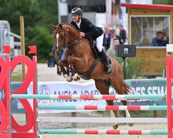 stallion Joyaux du Corty (Selle Français, 2019, from Diamant de Semilly)