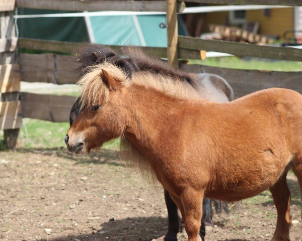 Zuchtstute Jolene (Nederlands Mini Paarden, 2012, von Urmel)