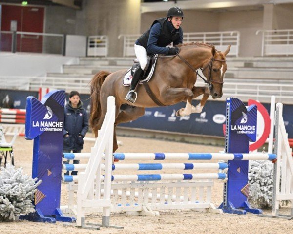jumper Joran de Rueire (Selle Français, 2019, from Ogrion des Champs)