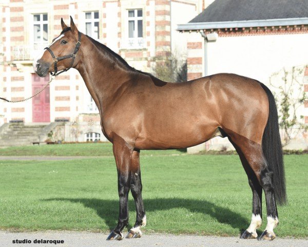 stallion Joli Mome de Tus (Selle Français, 2019, from Untouchable)