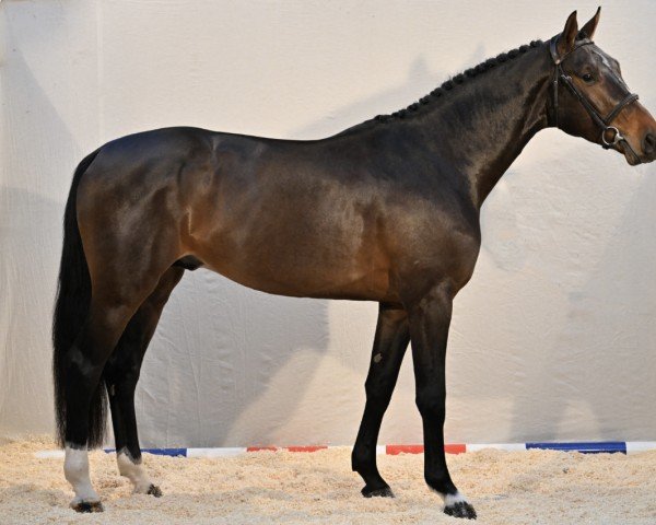 stallion Jolly Boy des Etangs (Selle Français, 2019, from Mylord Carthago)