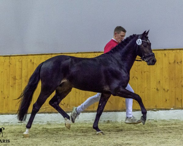 stallion New Edition M (German Riding Pony, 2017, from No Limit)