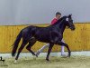 Deckhengst New Edition M (Deutsches Reitpony, 2017, von No Limit)