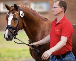 stallion Kastanienhof Celtic Glasgow (German Riding Pony, 2017, from Kastanienhof Cockney Cracker)