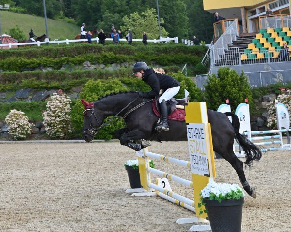 Pferd Gina 167 (Hannoveraner, 2004, von Goodman)