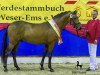 Deckhengst Gery Gold WE (Deutsches Reitpony, 2017, von Calido G)