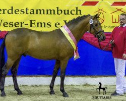 Deckhengst Gery Gold WE (Deutsches Reitpony, 2017, von Calido G)