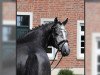 stallion Basaretto (German Riding Pony, 2017, from Best Boy)