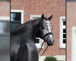 stallion Basaretto (German Riding Pony, 2017, from Best Boy)