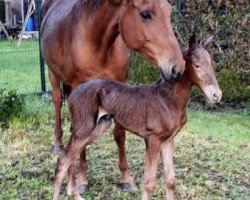 Dressurpferd Stute mit Q (KWPN (Niederländisches Warmblut), 2021, von Livius)