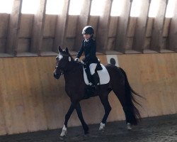 dressage horse Valesca (German Riding Pony, 2001, from Valido)