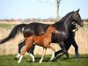 dressage horse Hengst von Erdinger / Fidertanz (Oldenburg, 2020, from Erdinger)