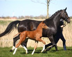 dressage horse Hengst von Erdinger / Fidertanz (Oldenburg, 2020, from Erdinger)