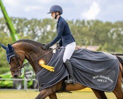 jumper Cira B (Oldenburg, 2012, from Canto)