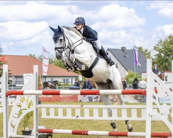 Zuchtstute Happy M 3 (Hannoveraner, 2016, von Hickstead White)