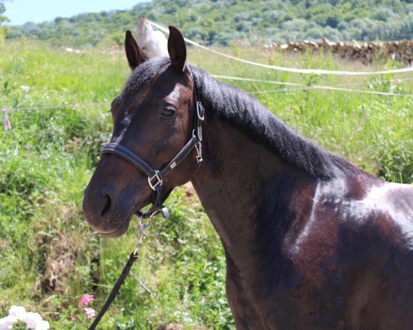 Pferd Carmella (Lettisches Warmblut, 2019, von Cesano II)