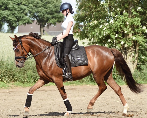 dressage horse No Words Needed H (German Riding Pony, 2021, from FS Next Diamond)
